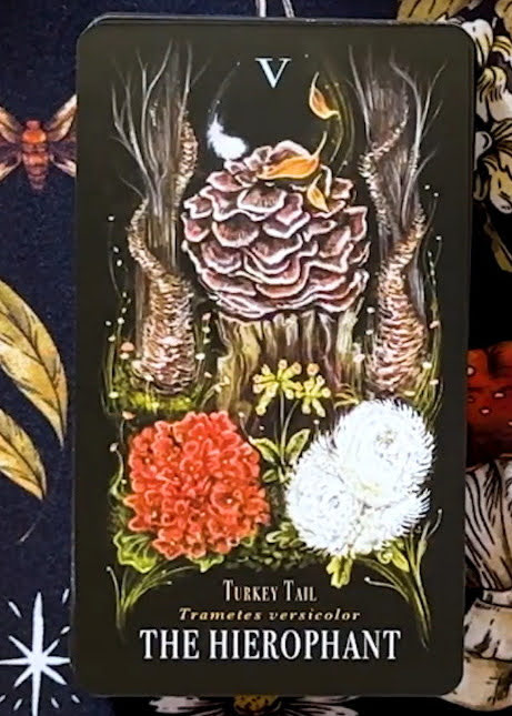 Midnight Magic: A Tarot Deck of Mushrooms